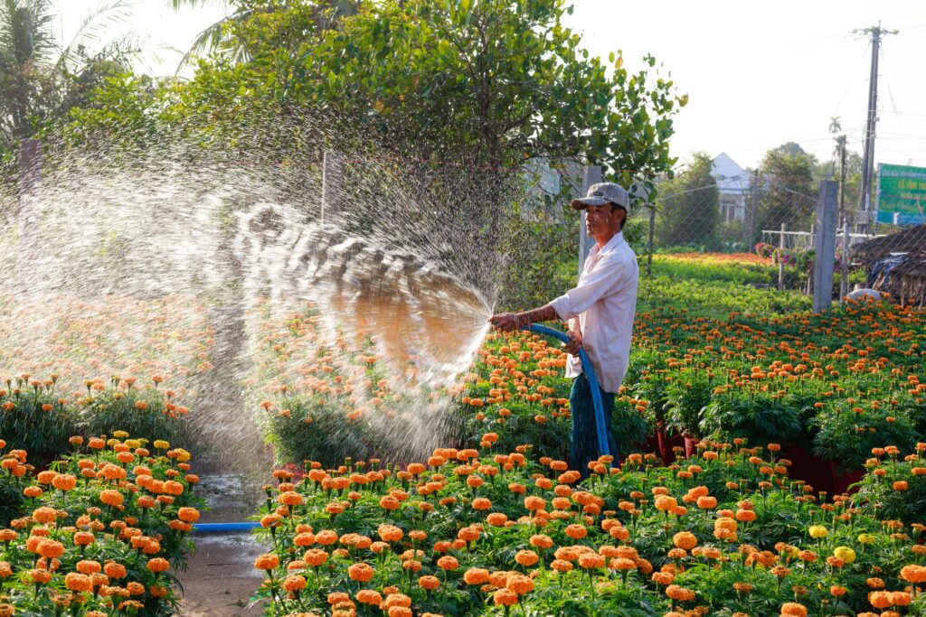 A gardener waters a lush field of bright marigold flowers under the morning sun, showcasing outdoor gardening beauty.