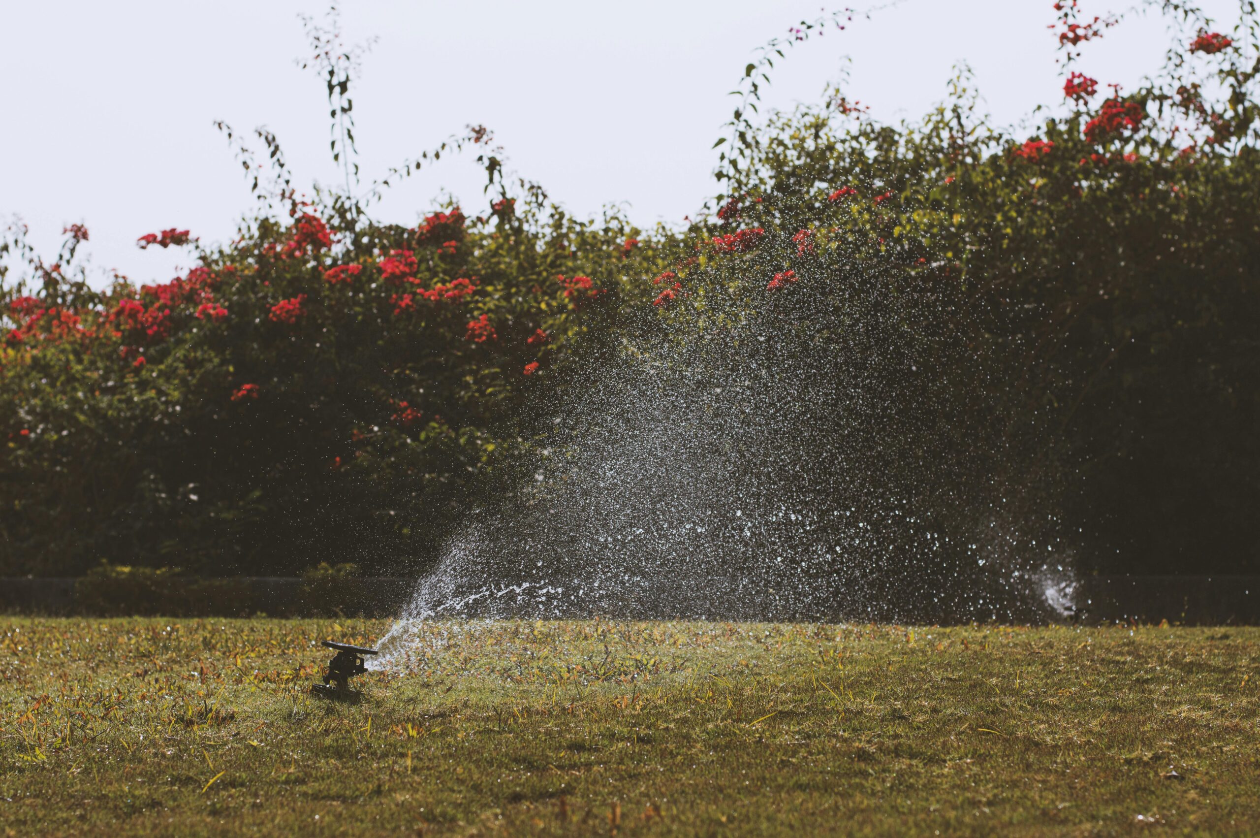 Water sprinkler irrigating a green garden with vibrant flowers under a summer sky.